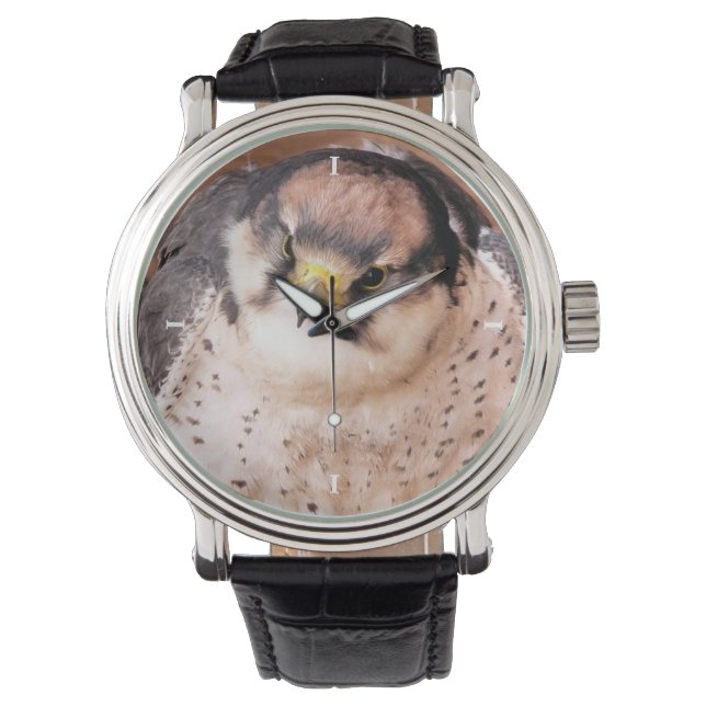 FALCON WATCH (Front)