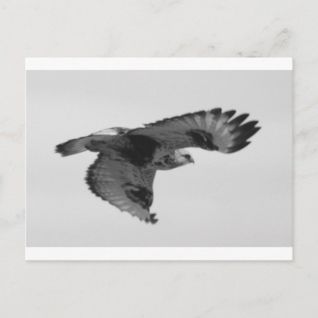 FalconInFlight Postcard (Front)