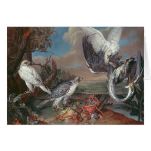 Falcons du Groenland Cyr