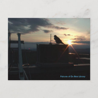 Falcons of Du Bois Library postcard