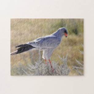 Falcons of Namibia. Jigsaw Puzzle