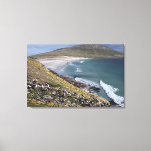Falkland Islands, West Falkland, Saunders Canvas Print