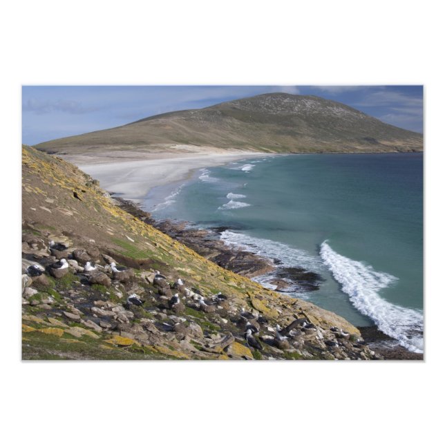 Falkland Islands, West Falkland, Saunders Photo Print (Front)