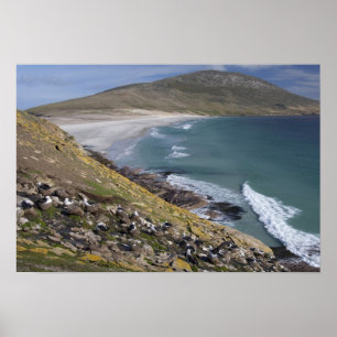 Falkland Islands, West Falkland, Saunders Poster