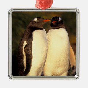 Falklands Islands. Gentoo Penguins. (Pyroscelis Metal Ornament