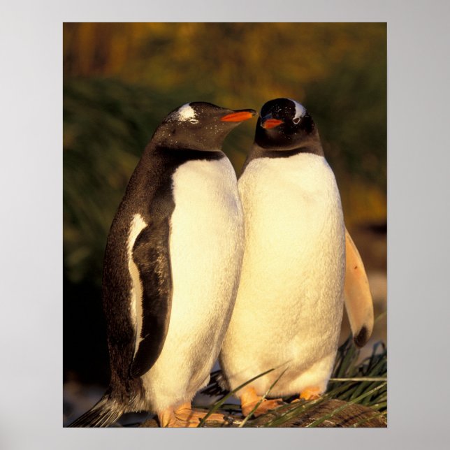 Falklands Islands. Gentoo Penguins.  (Pyroscelis Poster (Front)