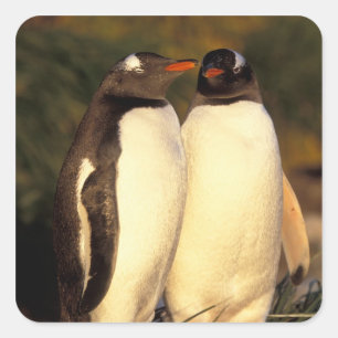 Falklands Islands. Gentoo Penguins. (Pyroscelis Square Sticker