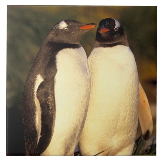 Falklands Islands. Gentoo Penguins.  (Pyroscelis Tile (Front)