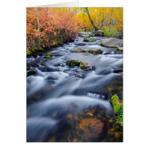 Fall along Lundy Creek, California