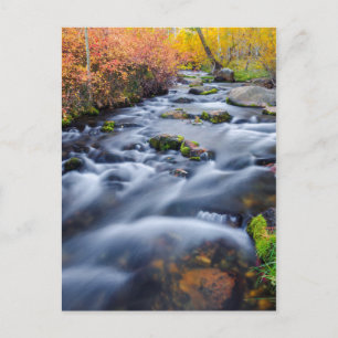 Fall along Lundy Creek, California Postcard