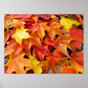Fall Art prints Colourful bright Autumn Leaves