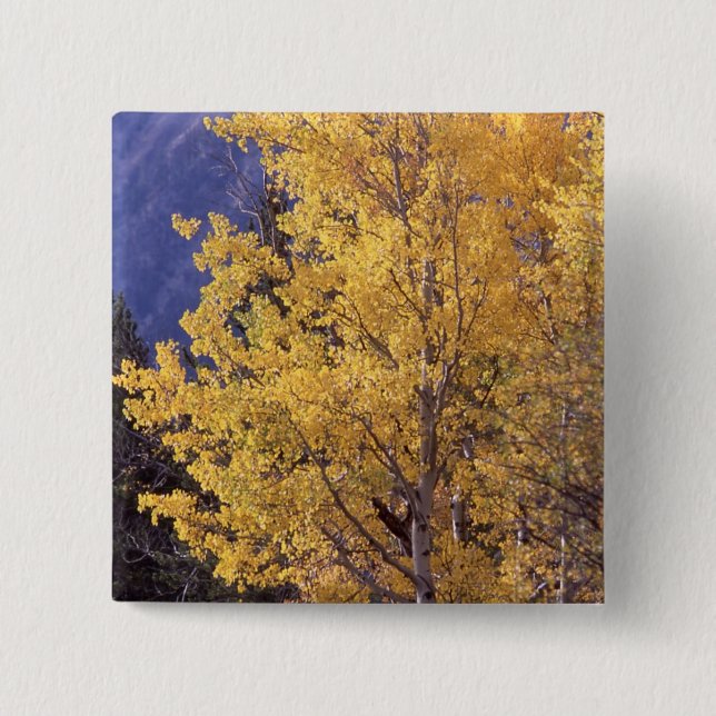 Fall aspen tree pinback button (Front)