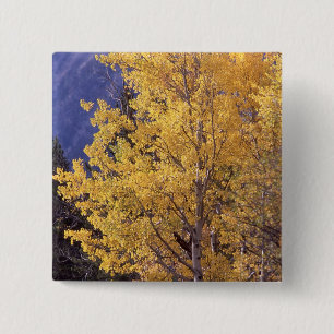 Fall aspen tree pinback button