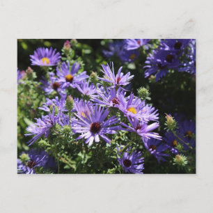 Fall Aster Postcard
