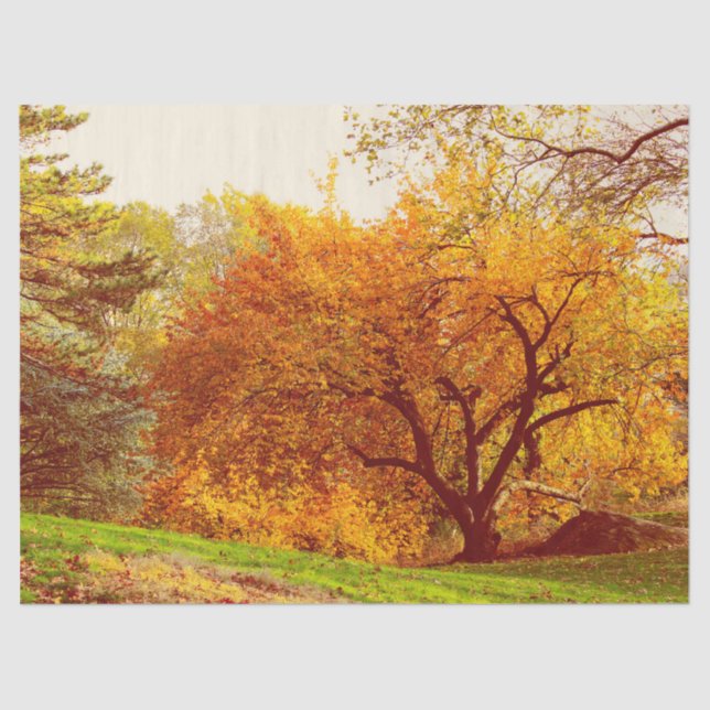 Fall Autumn Landscape Photo of Central Park Tissue Paper (Front)
