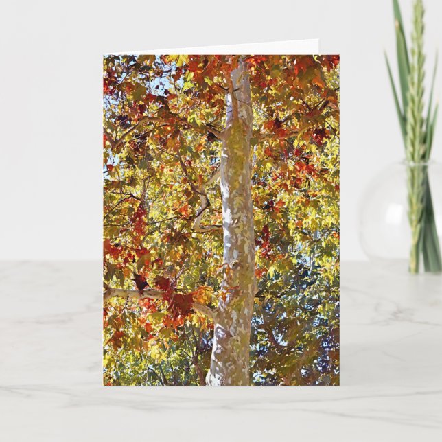 Fall Autumn Sycamore Tree Art Note Card (Front)