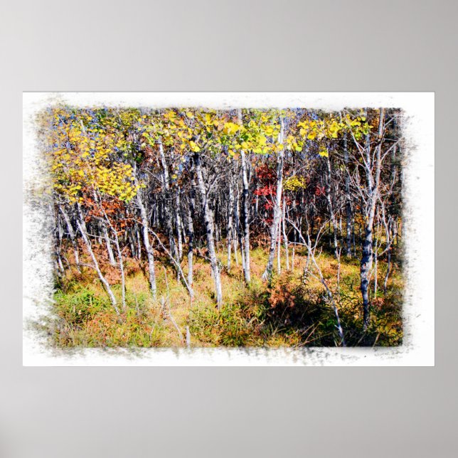 Fall Birch Forest Print (Front)