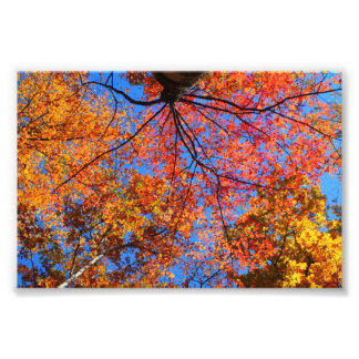 Fall Canopy Photo Print