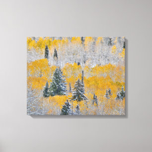 Fall Colors of Aspens & Fresh Snow Keebler Pass Canvas Print