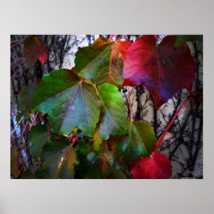 Fall Colors Poster - Huge