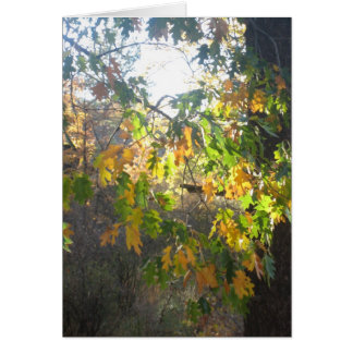 Fall Colour
