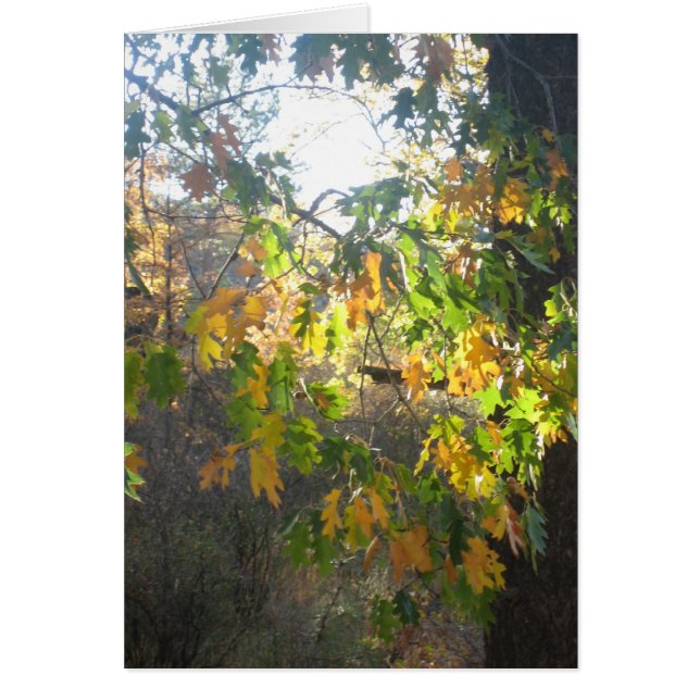 Fall Colour (Front)