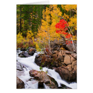 Fall colour along Bishop Creek, CA