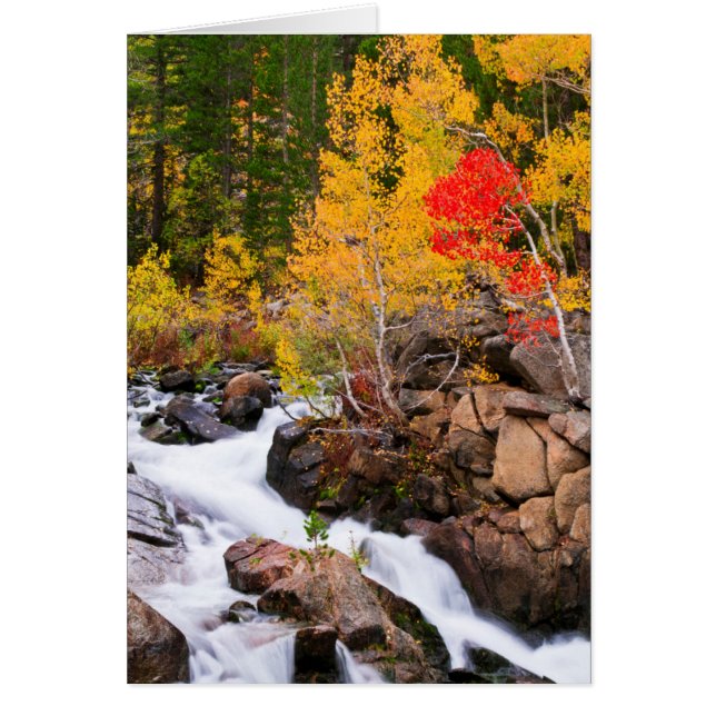 Fall colour along Bishop Creek, CA (Front)