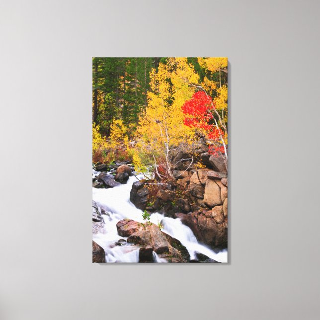 Fall colour along Bishop Creek, CA Canvas Print (Front)