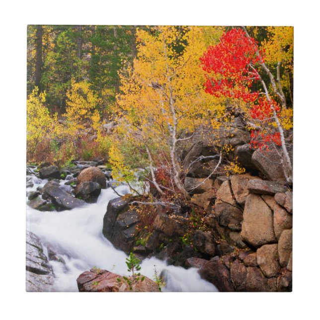 Fall colour along Bishop Creek, CA Tile (Front)