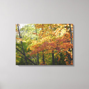 Fall Colour / Autumn Leaves Canvas Print
