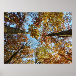 Fall Colour Forest Poster