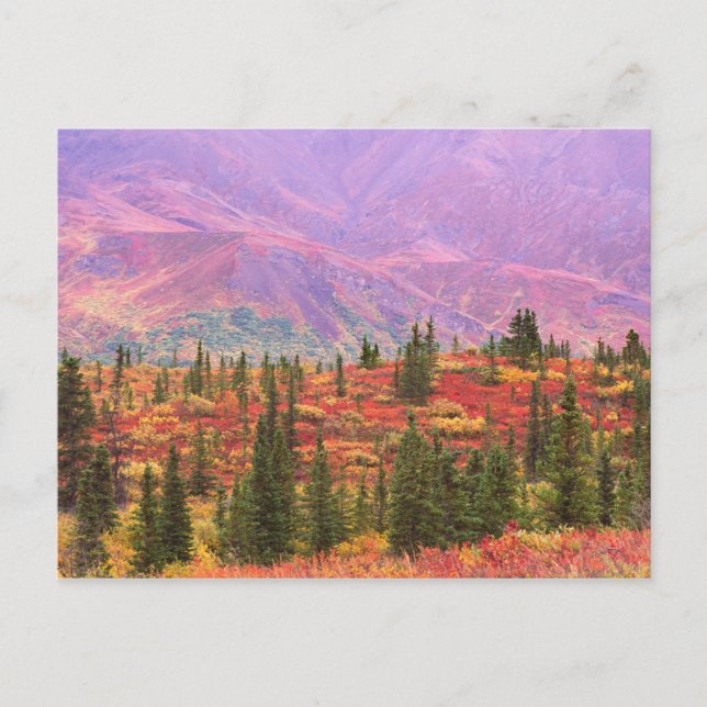 Fall colour in Denali National Park Postcard (Front)