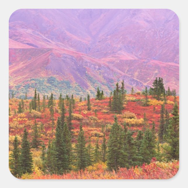 Fall colour in Denali National Park Square Sticker (Front)