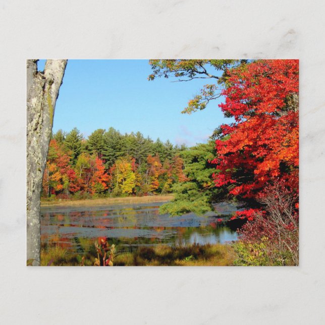 Fall Colour In New England Postcard (Front)