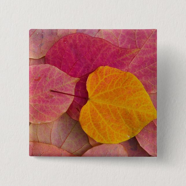 Fall colour on Forest Pansy Redbud fallen 2 Inch Square Button (Front)