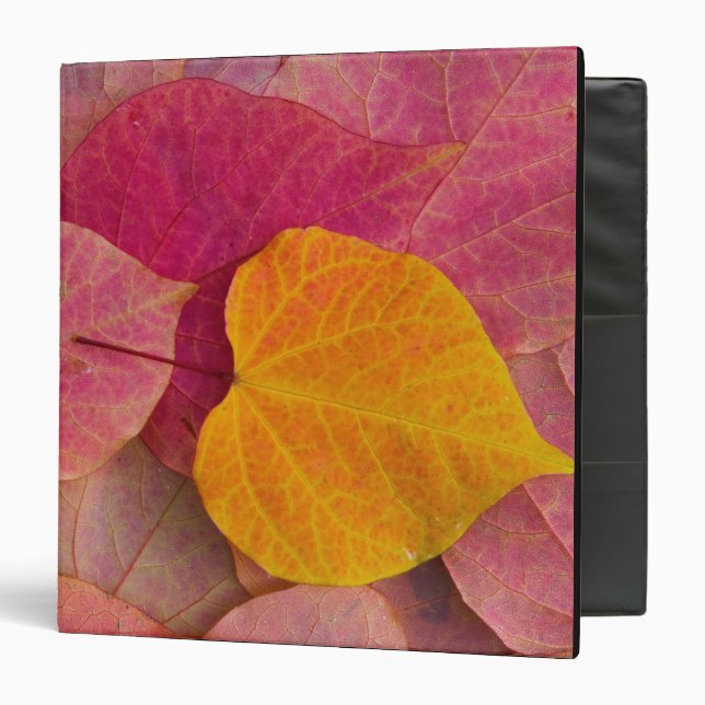 Fall colour on Forest Pansy Redbud fallen Binder (Front/Inside)