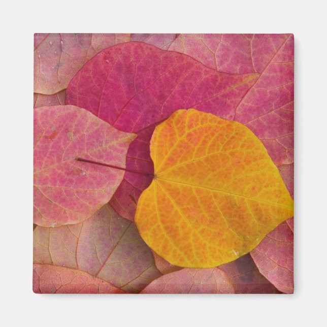 Fall colour on Forest Pansy Redbud fallen Magnet (Front)