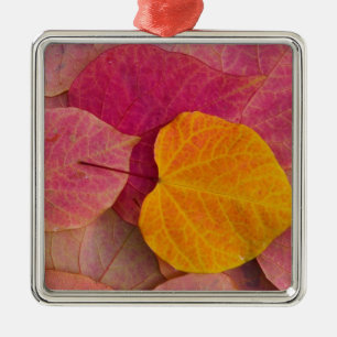 Fall colour on Forest Pansy Redbud fallen Metal Ornament