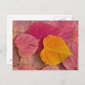 Fall colour on Forest Pansy Redbud fallen Postcard (Front/Back)
