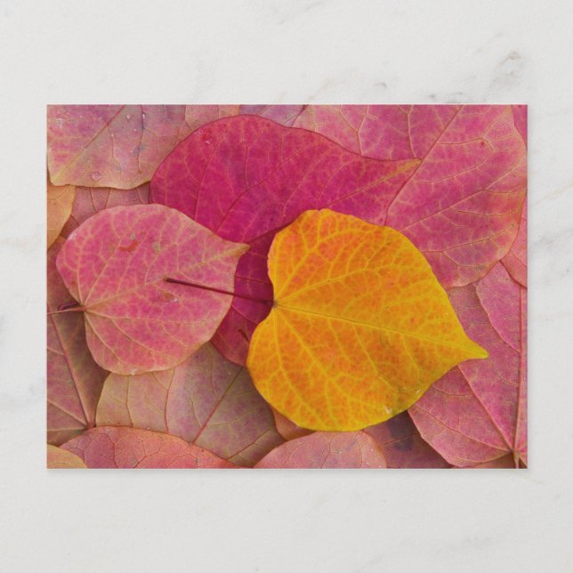 Fall colour on Forest Pansy Redbud fallen Postcard (Front)