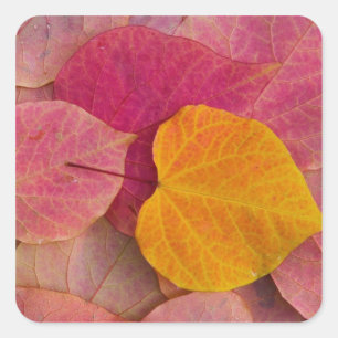 Fall colour on Forest Pansy Redbud fallen Square Sticker