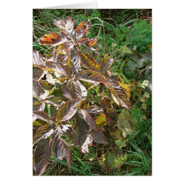 Fall Colours (Front)