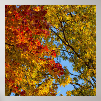 Fall Colours, Blue Sky, Ohio Poster
