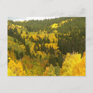 Fall Colours in Colorado, Aspen Gold Postcard