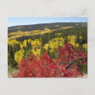 Fall Colours in Rockies Postcard