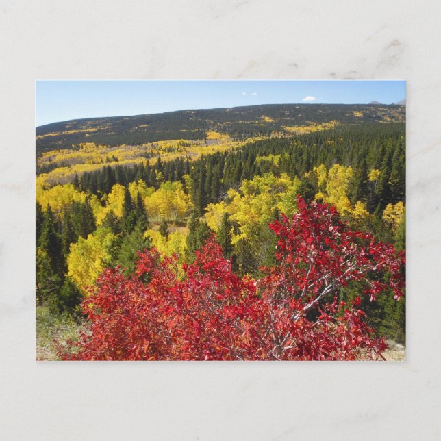 Fall Colours in Rockies Postcard (Front)