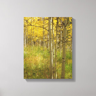 Fall Colours in the Colorado Aspens Canvas Print