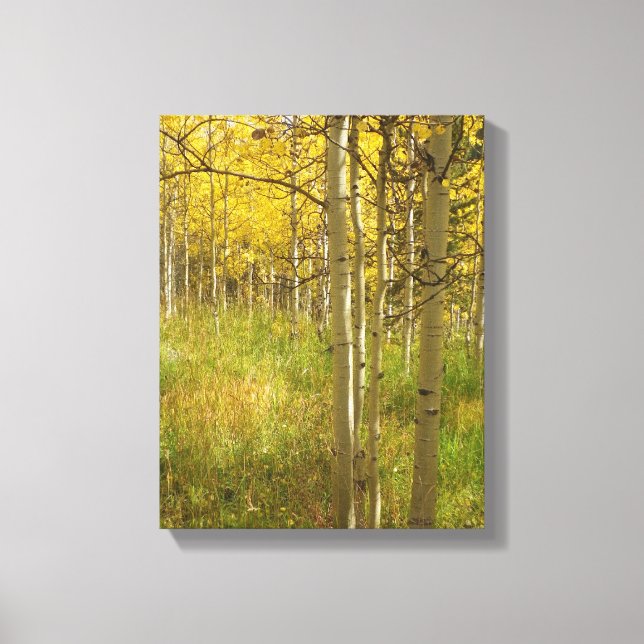 Fall Colours in the Colorado Aspens Canvas Print (Front)