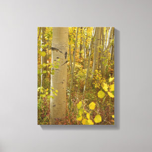 Fall Colours in the Colorado Aspens Canvas Print